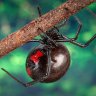 Latrodectus